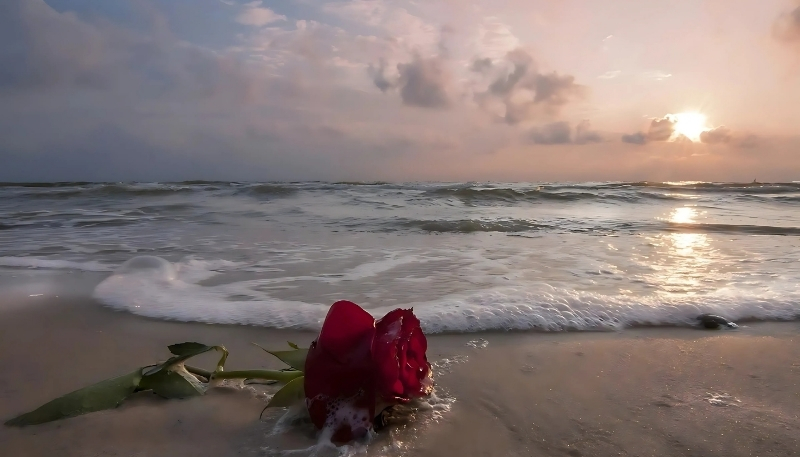 ảnh nền hoa hồng đỏ và sóng biển