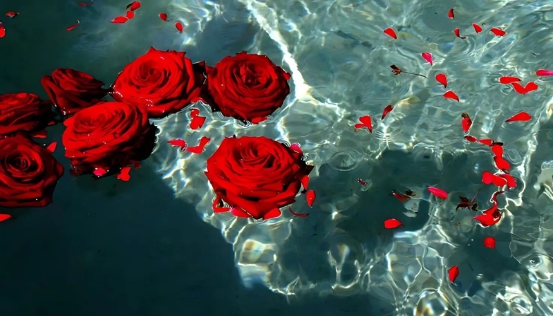 hình nền hoa hồng đỏ trên mặt nước