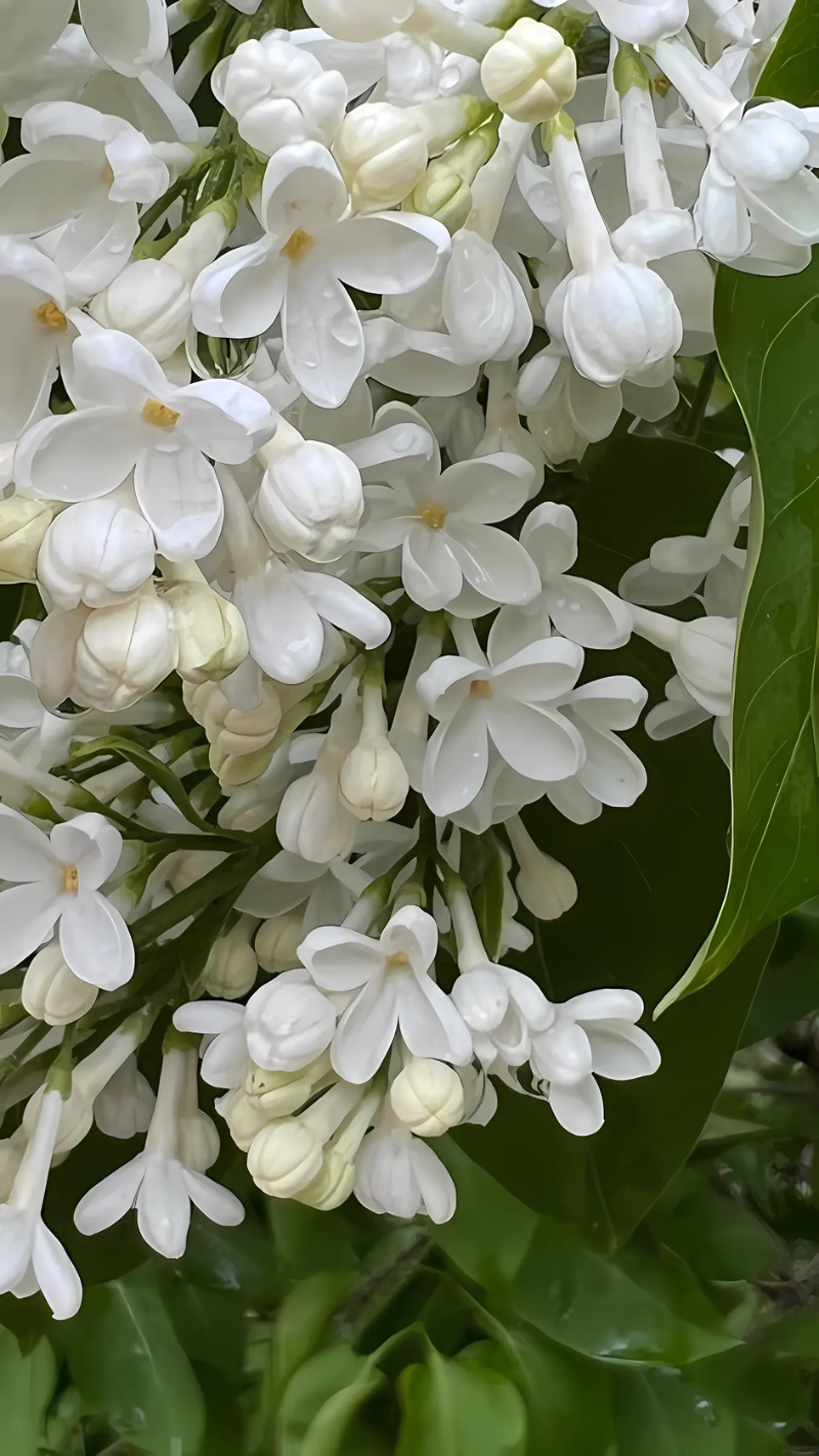 hình nền điện thoại hình hoa nhài