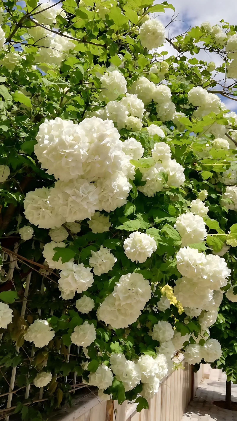 hình nền điện thoại hình hoa nhài