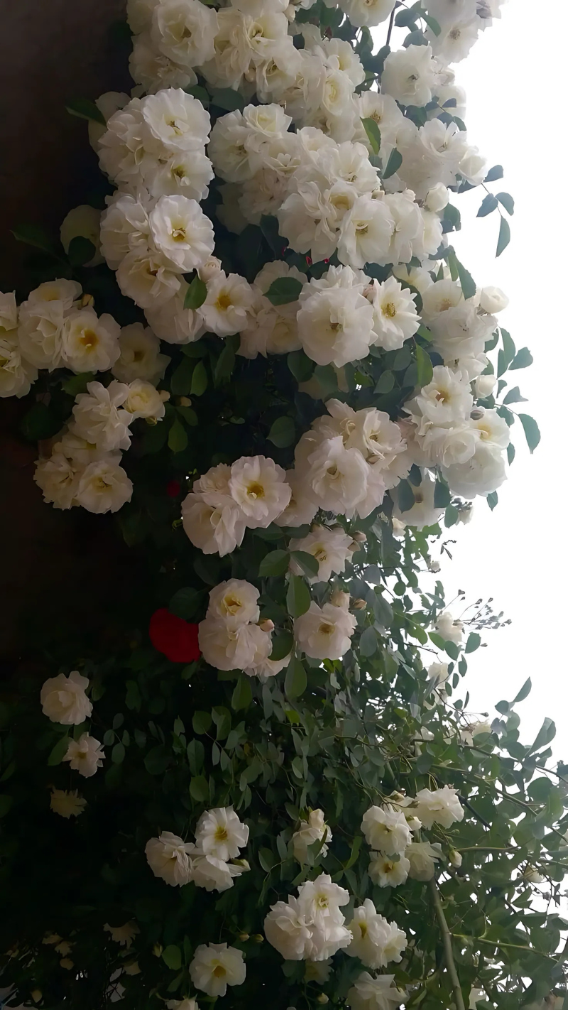 hình nền điện thoại hoa nhài