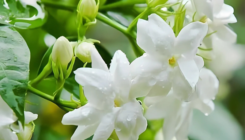 hình nền hoa nhài cho máy tính