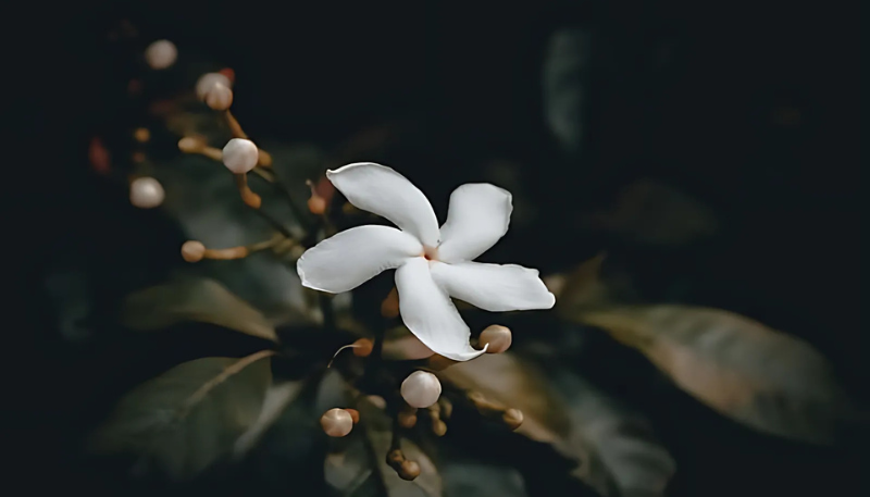 hình nền hoa nhài cute