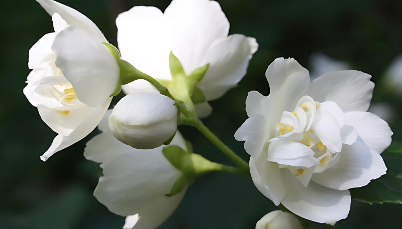 hình nền hoa nhài đẹp