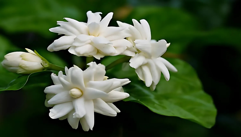 hình nền hoa nhài đẹp