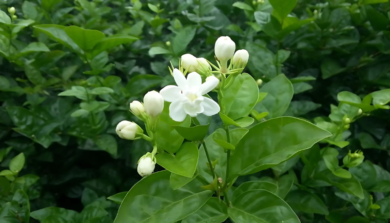 hình nền hoa nhài đẹp
