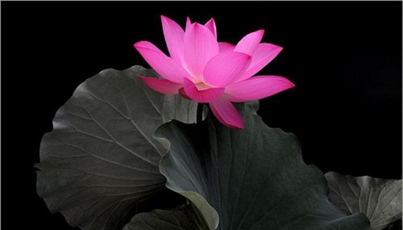 ảnh hoa sen nền đen