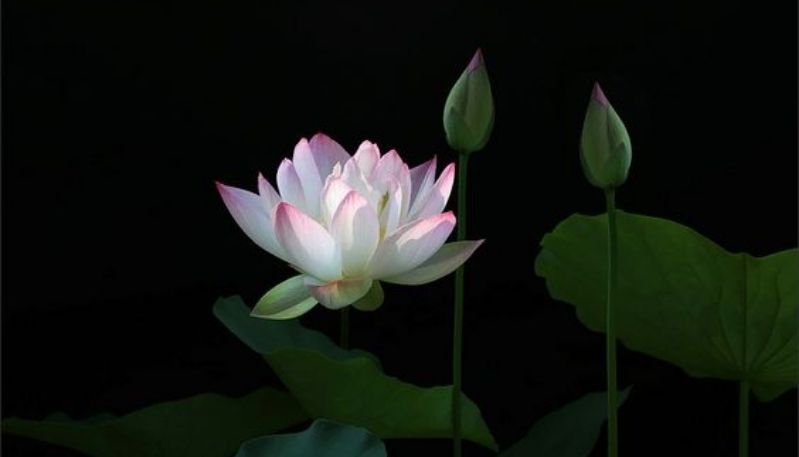 ảnh vẽ hoa sen đẹp