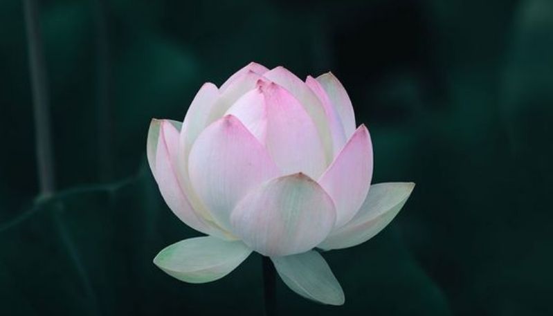 ảnh hoa sen nền đen