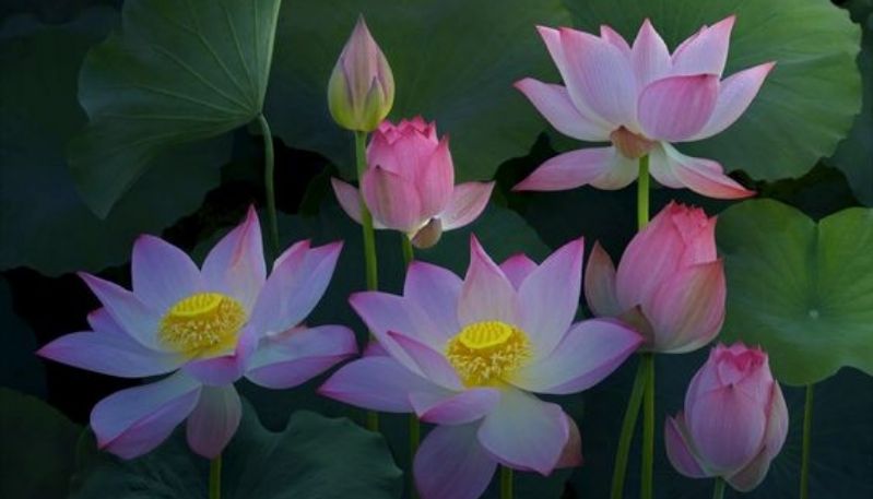hình nền đầm sen hồng