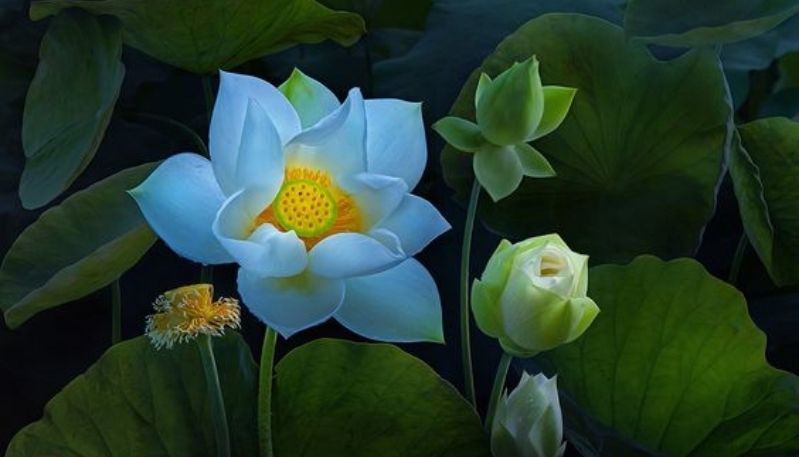 hình nền đầm sen hồng