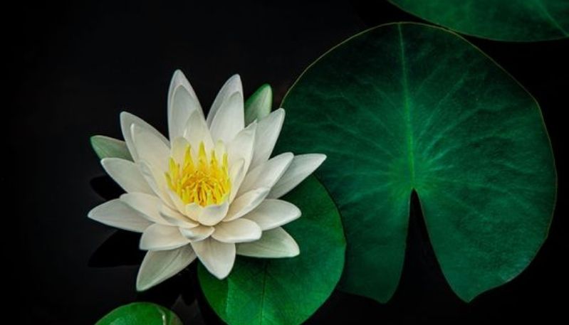 ảnh hoa sen trong đêm