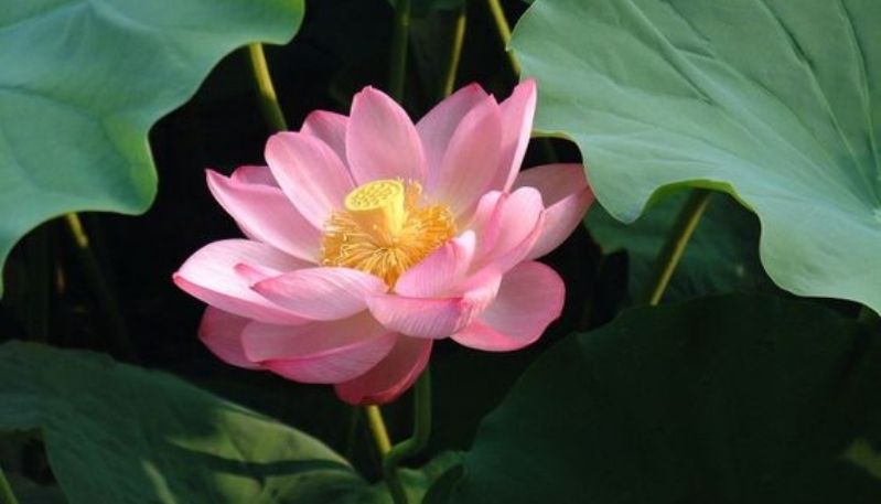 ảnh hoa sen trong đêm