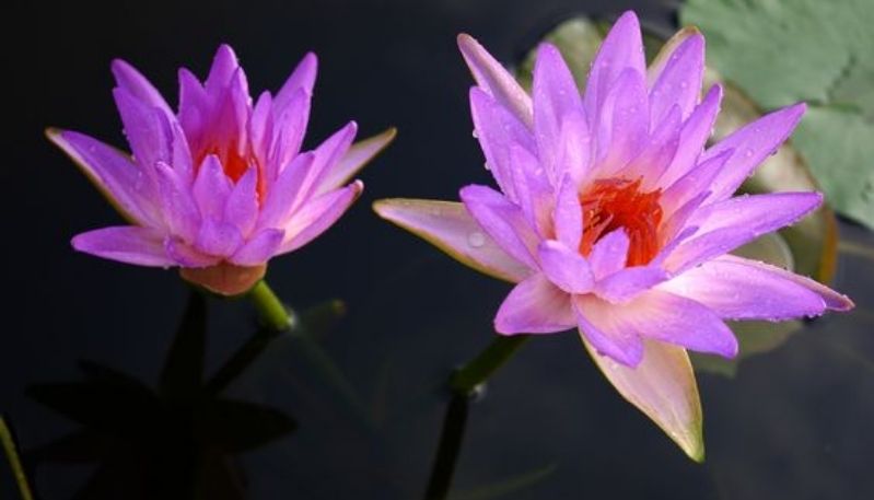 ảnh hoa sen trong đêm