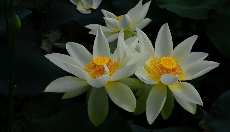 ảnh hoa sen trong đêm