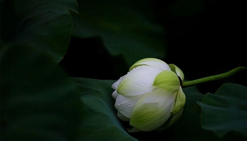 ảnh hoa sen trong đêm