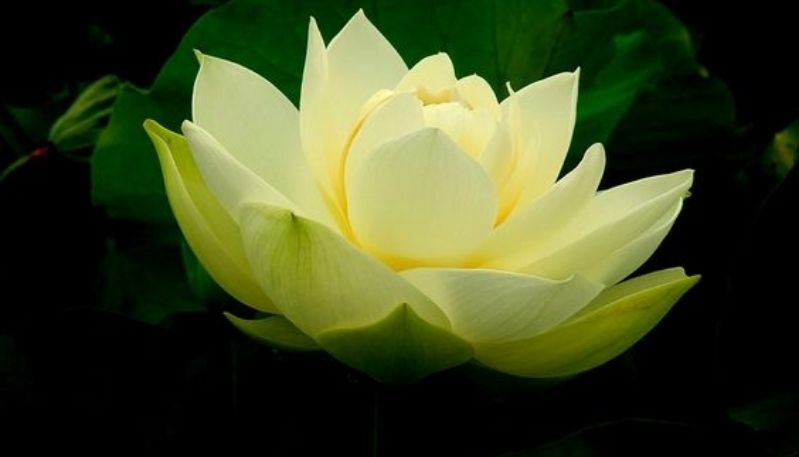 ảnh hoa sen trong đêm