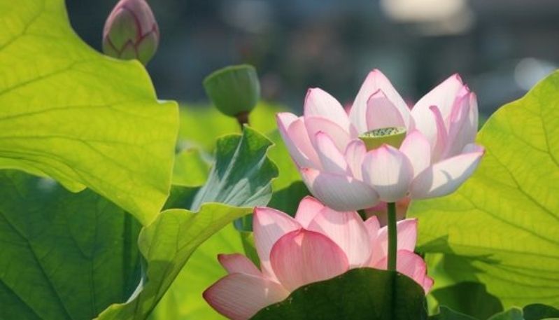 hình nên đầm sen hồng