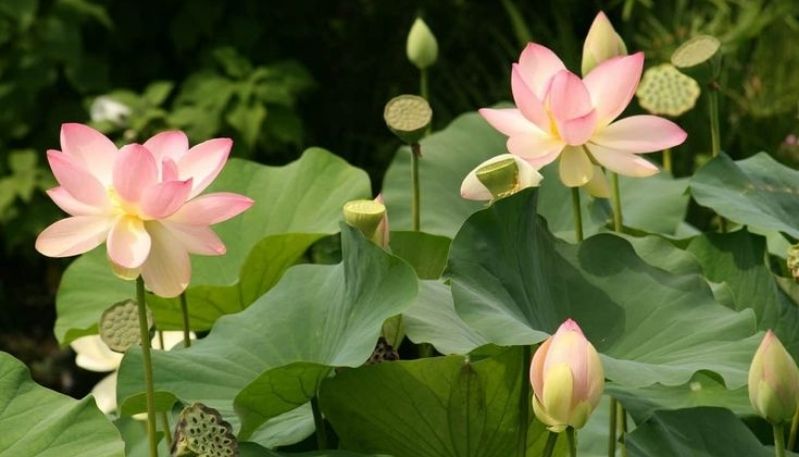hình nền đầm sen hồng