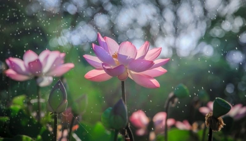 hình nền đầm sen hồng