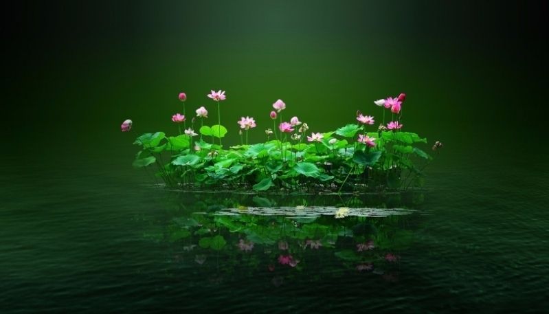 hình nền đầm sen hồng