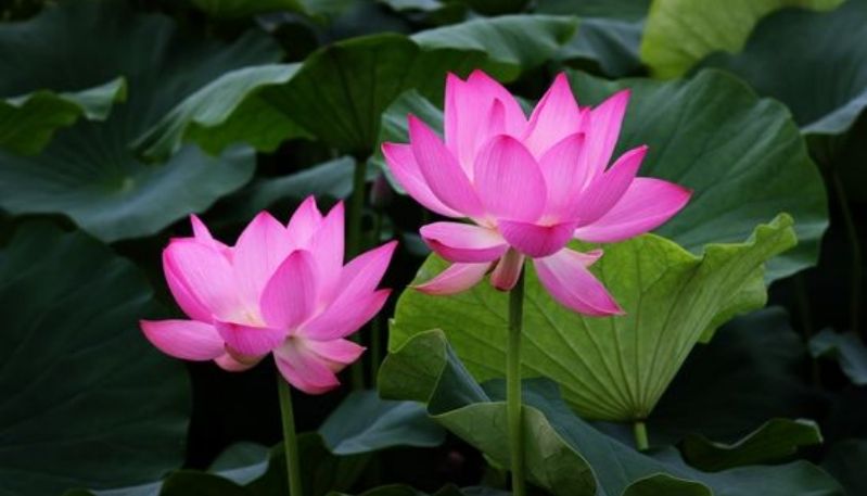 hình nền đầm sen hồng