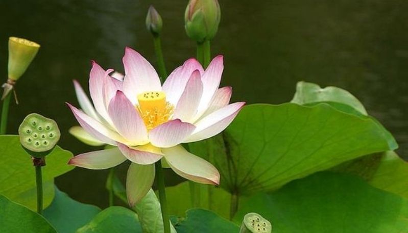 hình nền đầm sen hồng