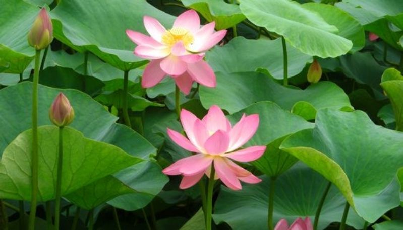 hình nền đầm sen hồng