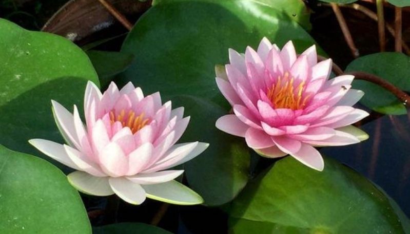hình nền đầm sen hồng