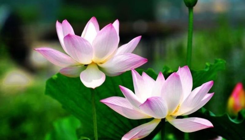 hình nền đầm sen hồng