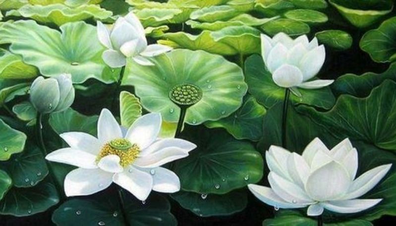 hình nền hoa sen trắng đen