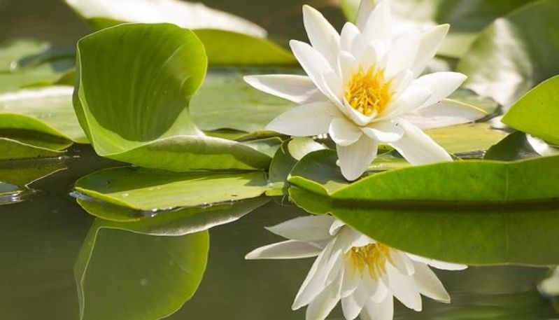 hình nền đầm sen
