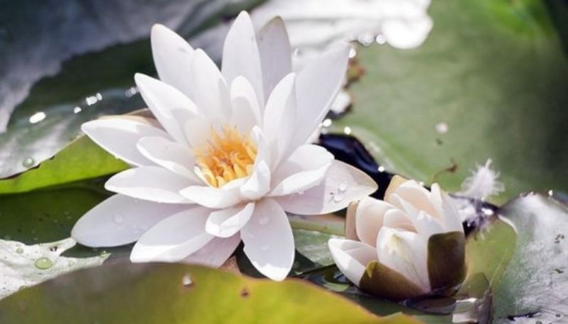 hình nền đầm sen