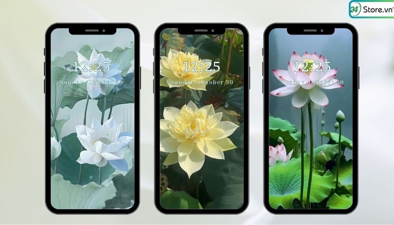 hình nền hoa sen màu hồng