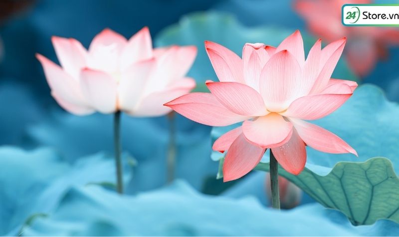 ảnh hoa sen đẹp làm hình nền