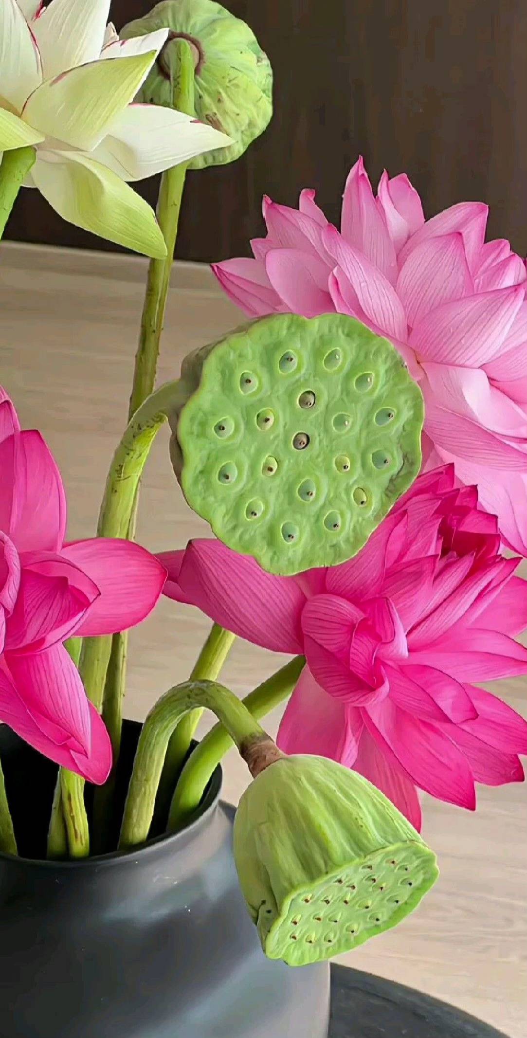 hình nền hoa sen hồng