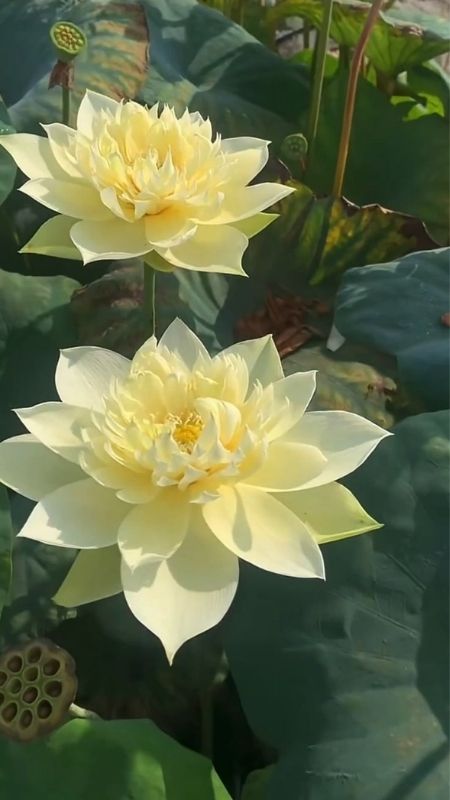 hình nền hoa sen màu trắng