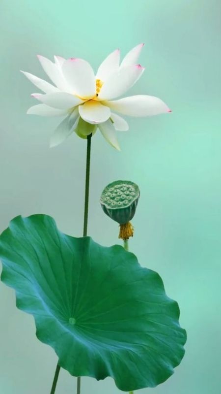 hình nền hoa sen màu trắng