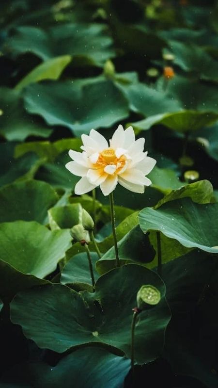 hình nền hoa sen màu trắng