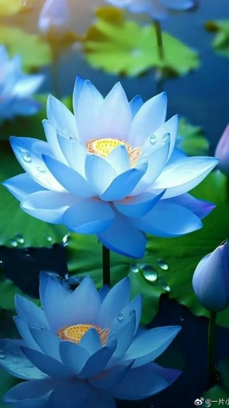 hình nền hoa sen màu xanh