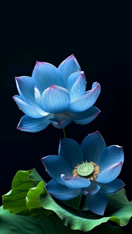 hình nền hoa sen màu xanh