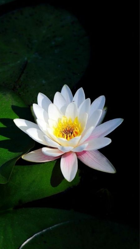 hình nền hoa sen trắng đen
