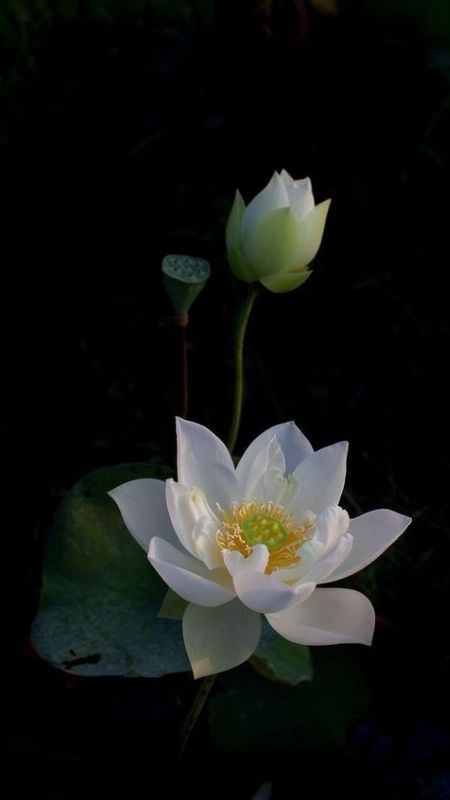 hình nền hoa sen trắng đen