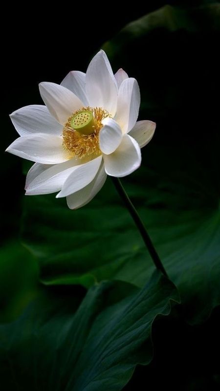 hình nền hoa sen trắng đen