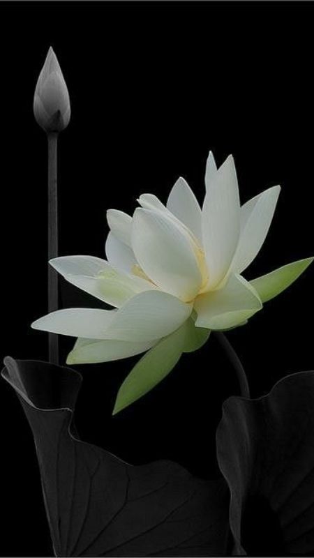 hình nền hoa sen trắng đen