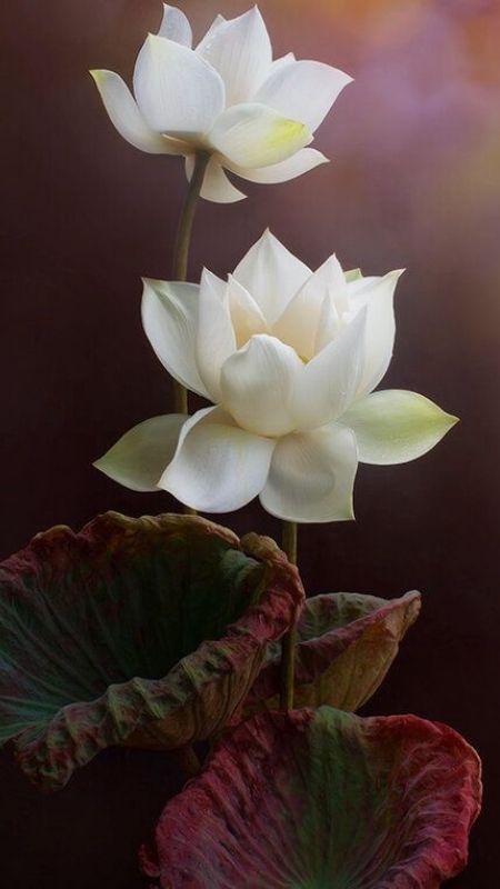 hình nền hoa sen trắng đen