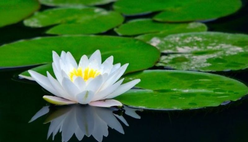 hình nền hoa sen trắng đen