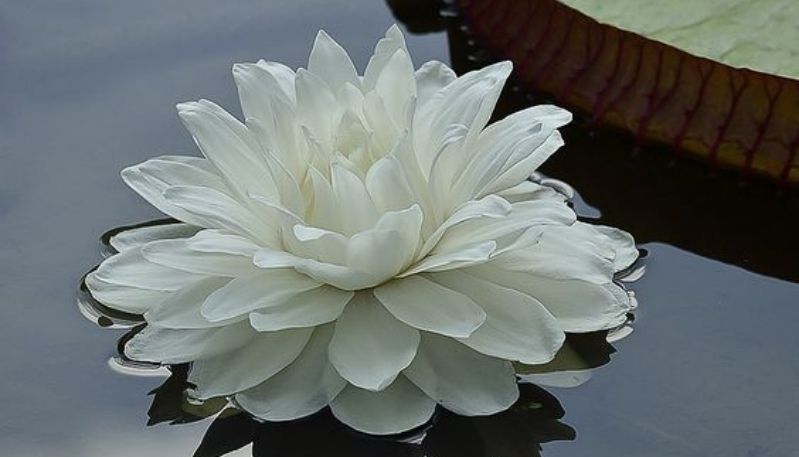 hình nền đầm sen