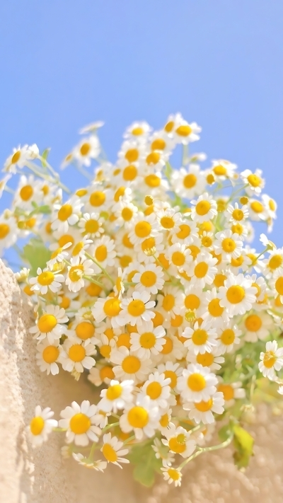 Ảnh hoa cúc họa mi đẹp rực rỡ