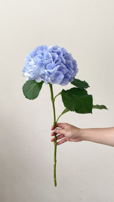 Ảnh một bông hoa cẩm tú cầu xanh